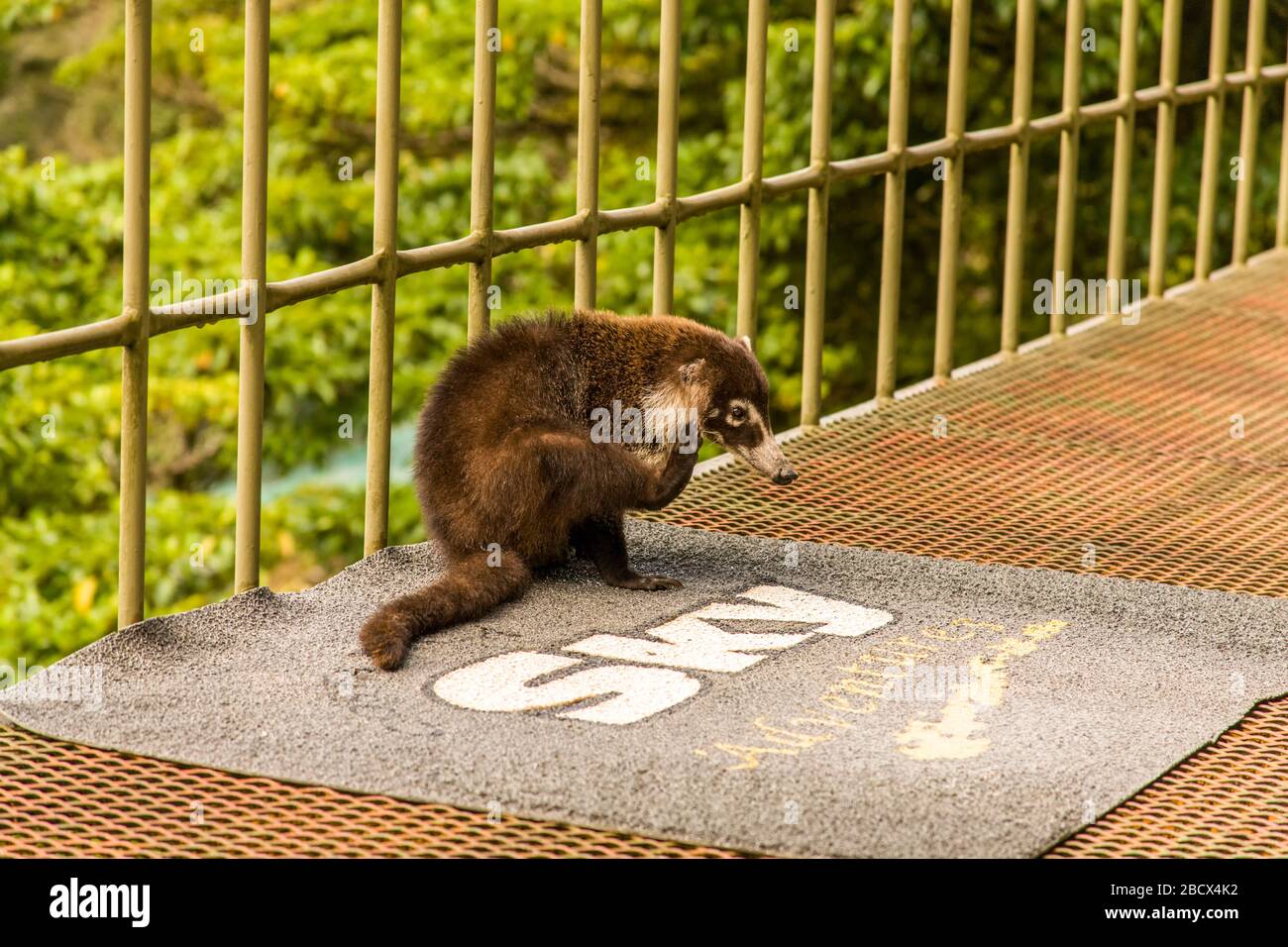 Le Parc National de Monteverde, Costa Rica, Amérique centrale. Coati à nez blanc (Nasua narica) se gratter une démangeaison, assis sur le perron de la cen du visiteur Banque D'Images