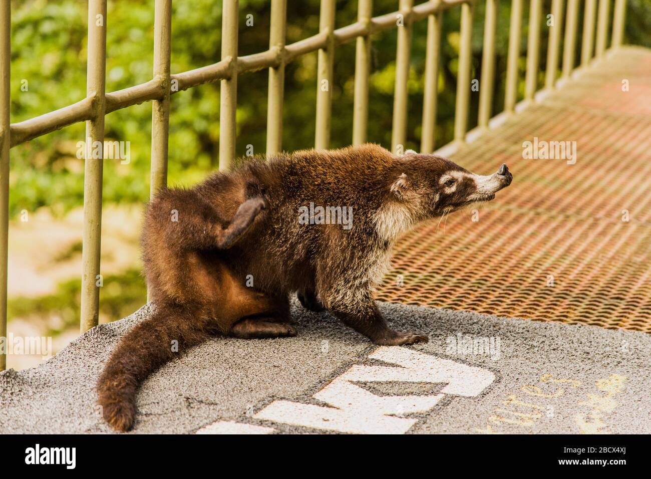 Le Parc National de Monteverde, Costa Rica, Amérique centrale. Coati à nez blanc (Nasua narica) se gratter une démangeaison, assis sur le perron de la cen du visiteur Banque D'Images