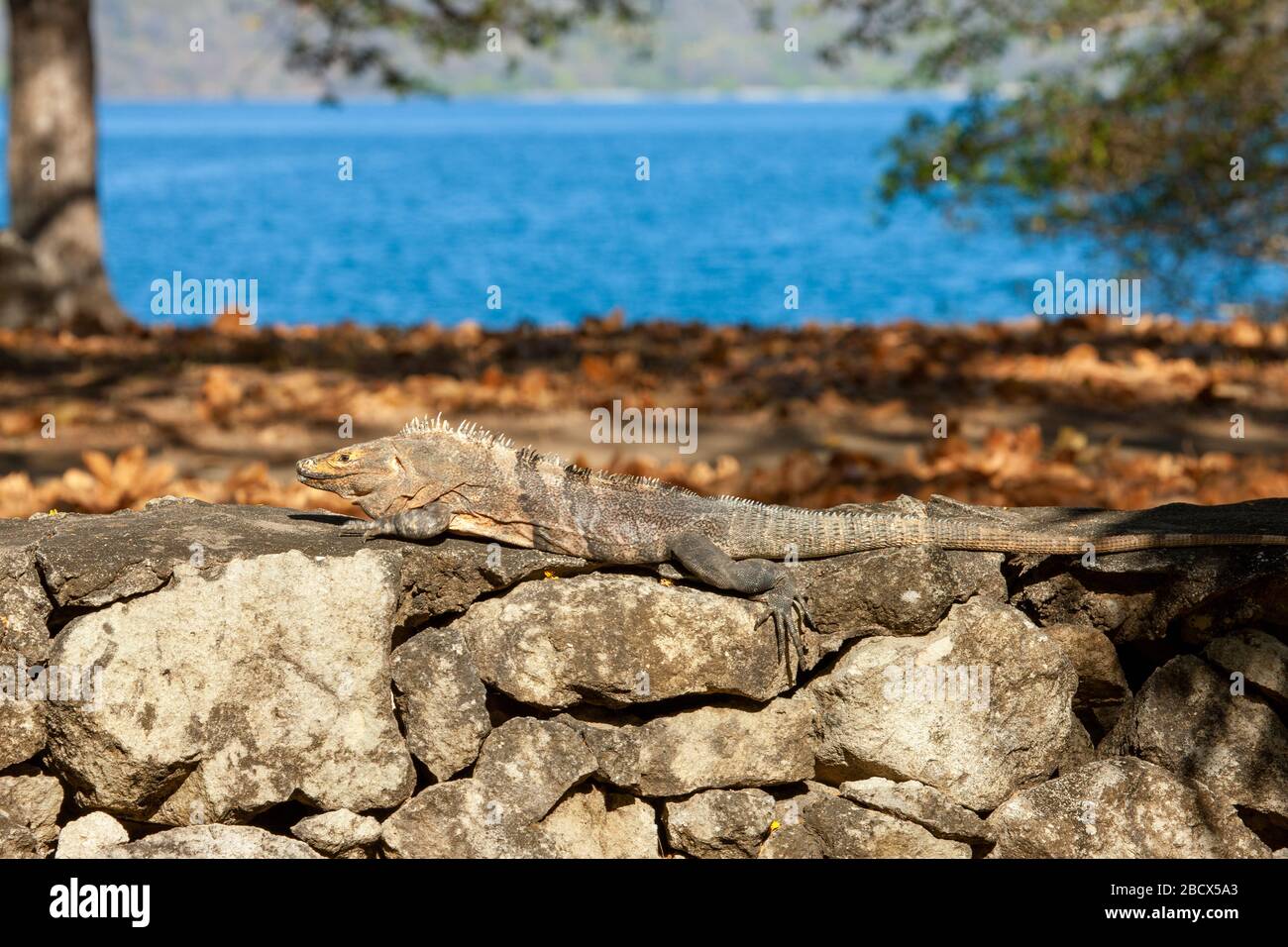 Panama Beach, Guanacaste, Costa Rica, Amérique centrale. L'Iguane (Ctenosaura similis) Bain de soleil sur un mur de pierre. Banque D'Images