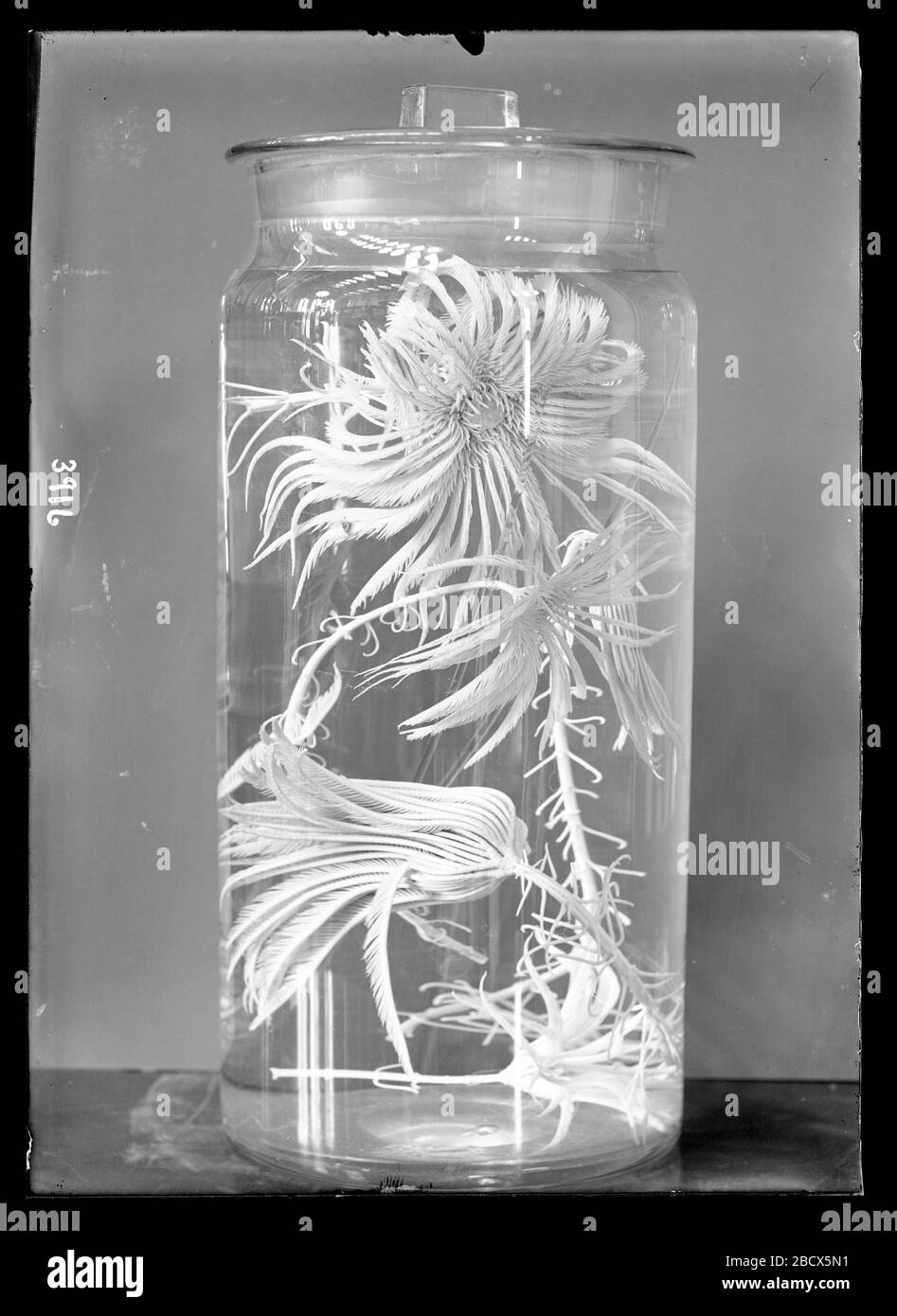 Spécimen crinoïde dans un pot cylindrique rempli de spiritueux. Smithsonian institution Archives, ACC. 11-007, Box 016, image no MNH-3916Smithsonian institution Archives Capital Gallery, Suite 3000, MRC 507; 600 Maryland Avenue, SW; Washington, DC 20024-2520 MNH-3916 Banque D'Images