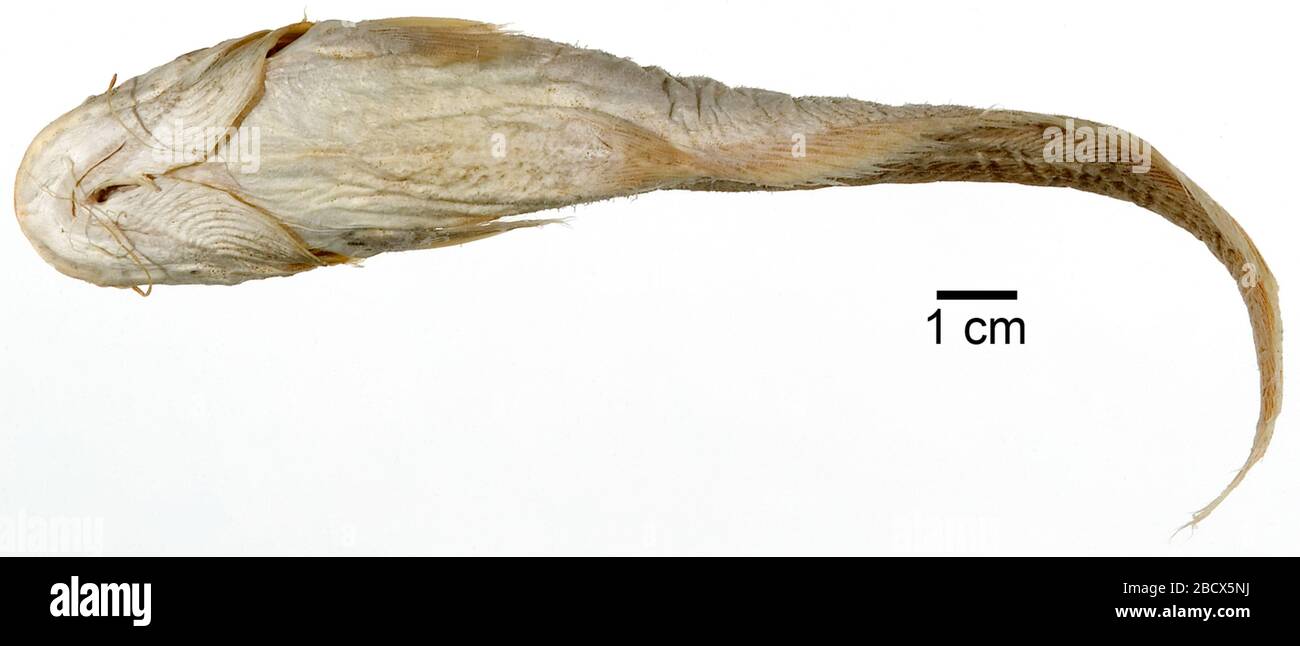 Silurus Parasilurus aristotelis Garman. De mcz 7938; d'abord nommé glanis aristotelis par l. agassiz, 1857, actes de l'académie américaine des arts et des sciences, vol. 3, p. Slurus Parasilurus aristotelis Garman Banque D'Images