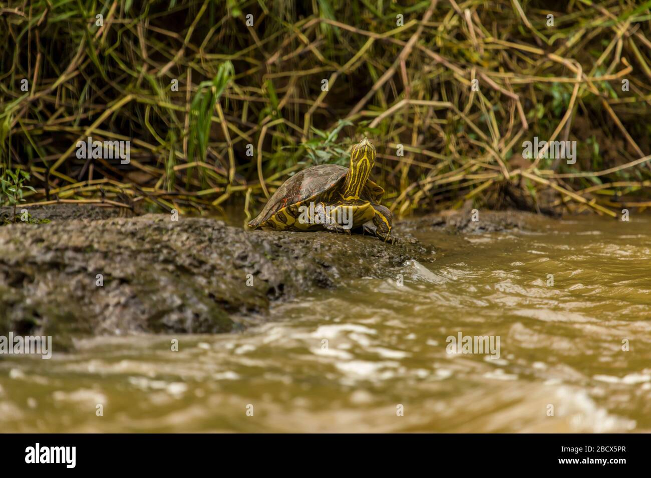 Tortue brune ou tortue brune (Rhinoclemmys annalata) à Tortuguero, Costa Rica Banque D'Images
