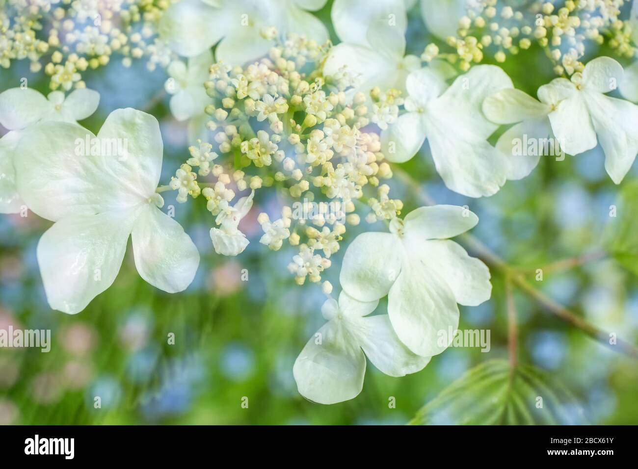 Issaquah, Washington, États-Unis. Double exposition florale des fleurs de Doublefile de Viburnum (Viburnum plicatum) et des yeux bleus de bébé (Nemophila menziesii). Le Banque D'Images