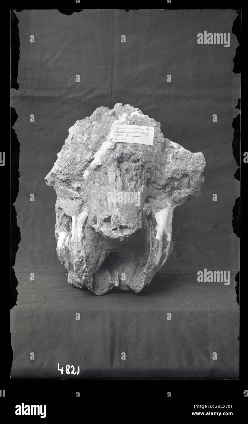 Pleistocène Cow Fossil de Wellington Kansas. Smithsonian institution Archives, ACC. 11-007, Box 023, image no MNH-4821Smithsonian institution Archives Capital Gallery, Suite 3000, MRC 507; 600 Maryland Avenue, SW; Washington, DC 20024-2520 MNH-4821 Banque D'Images