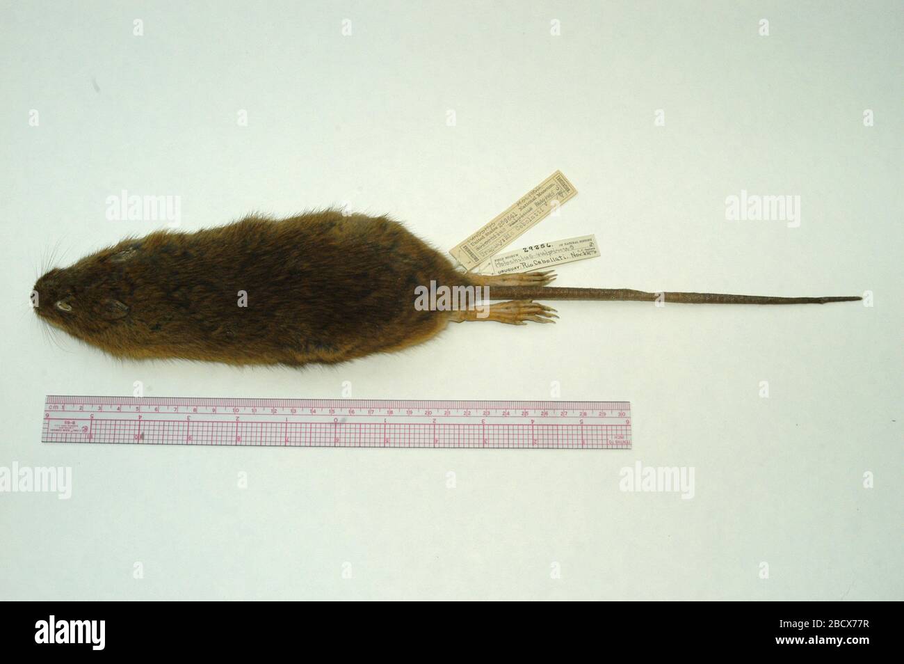 Molitor de Lundomys. 21 août 20141 Molitor Lundomys Banque D'Images