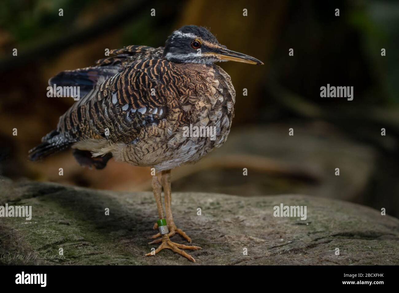 Sunbittern. Amazonie,espèce: Hélias,genre: Euryga,famille: Eurygidae,ordre: Gruiformes,Classe: Aves,Phylum: Chordata,Royaume: Animalia,Sunbittern,Bird Sunbittern Banque D'Images