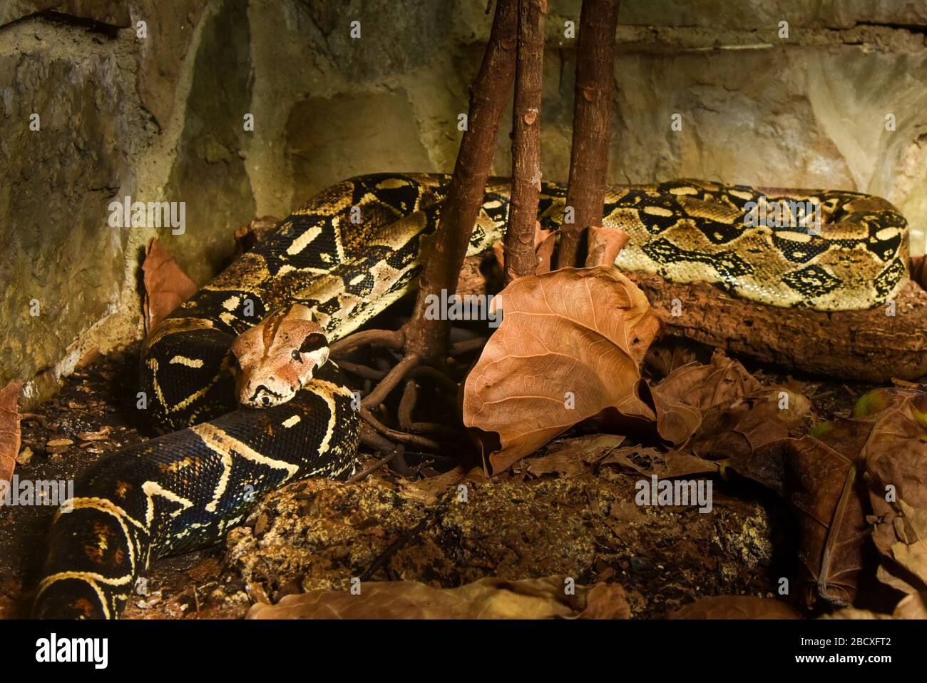 Boa rouge. Reptile,Snake,espèce: Constricteur,genre: Boa,famille: Boidae,ordre: Squamata,Classe: Reptilia,Phylum: Chordata,Royaume: Animalia Redqued Boa Banque D'Images