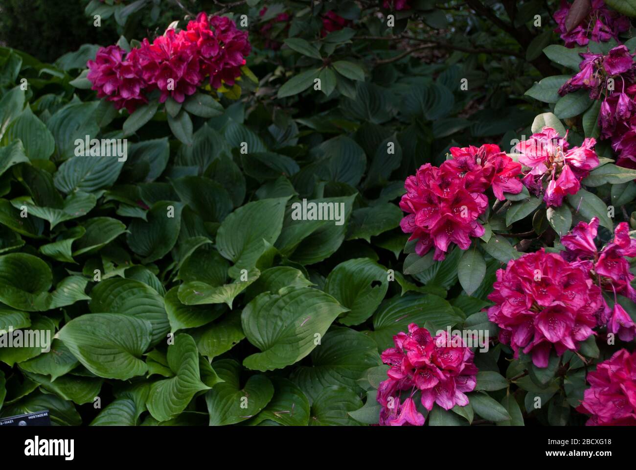 Rose Rhododendron Rhododendrons Dell Flower couleur fleurs Bloom coloré Blooming aux jardins botaniques royaux Kew Gardens, Richmond, Londres Banque D'Images