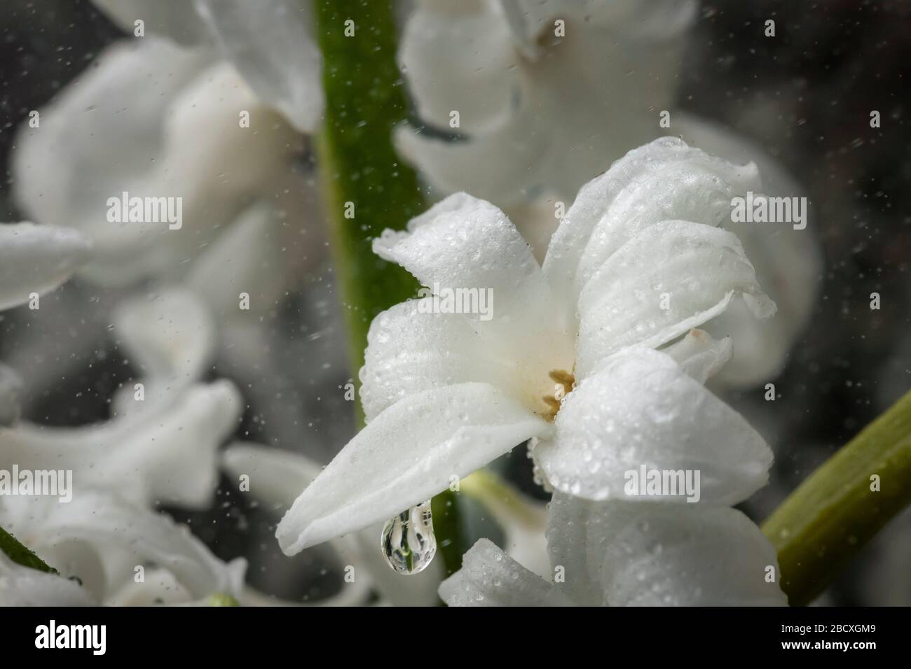 Jacinthe blanche sous la pluie avec gouttes d'eau Banque D'Images