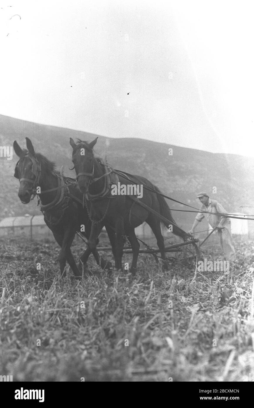 Mule Plough Banque D Image Et Photos Alamy