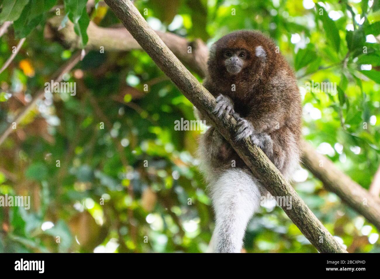 Singe Titi de Whiteeared. Royaume: Animalia,Phylum: Chordata,Classe: Mammalia,ordre: Primates,famille: Pitheciidae,genre: Clicebus,espèce: Donacophilus,singe Titi, Bolivien Grey Titi, singe Titi, primate,Amazonia Whiteeared Titi Monkey Banque D'Images