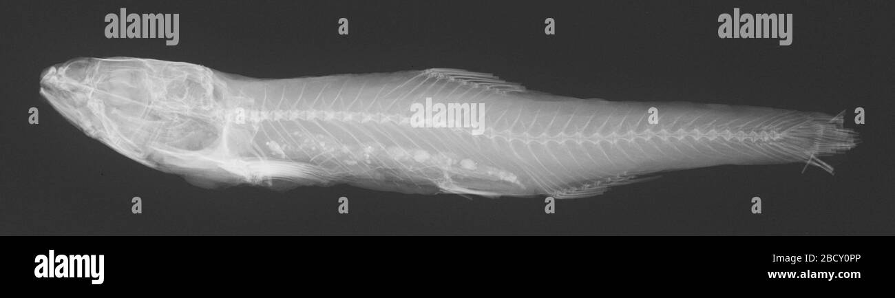 Notropis horatii. Rec. Le 30 juin 1911, état de mauvais état confirmé par c. r. gilbert, 1985.18 août 20141 Notropis horatii Banque D'Images