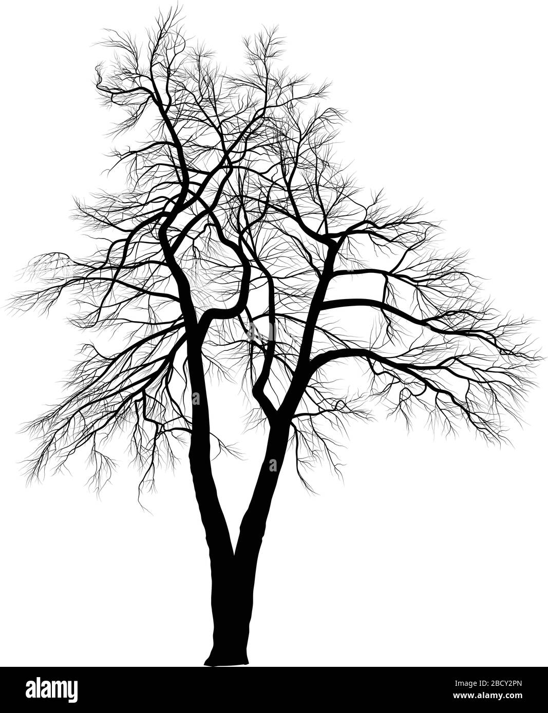 Acacia, deux arbres Illustration de Vecteur