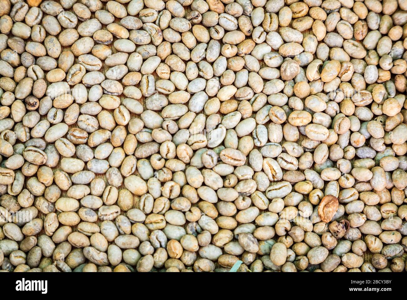 Image rapprochée des grains de café crus dans une usine de traitement Banque D'Images