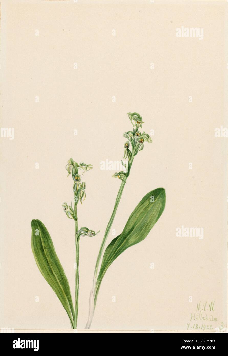 OneLeafBogOrchid Habenaria obtusata. Banque D'Images
