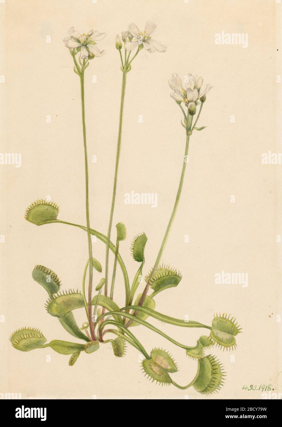 Vénus Flytrap Dionaea muscipula. Banque D'Images