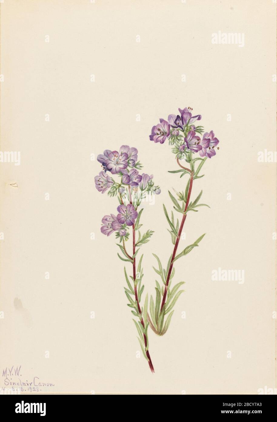Sable Phacelia Phacelia linéaris. Banque D'Images