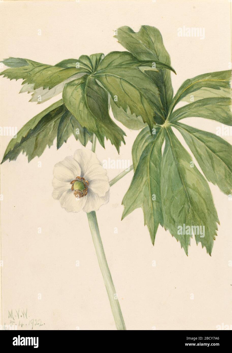 Mayapple Podphyllum paltatum. Banque D'Images