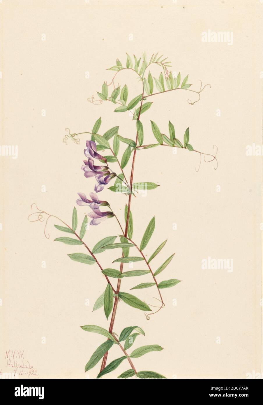 American Vetch Vicia americana. Banque D'Images