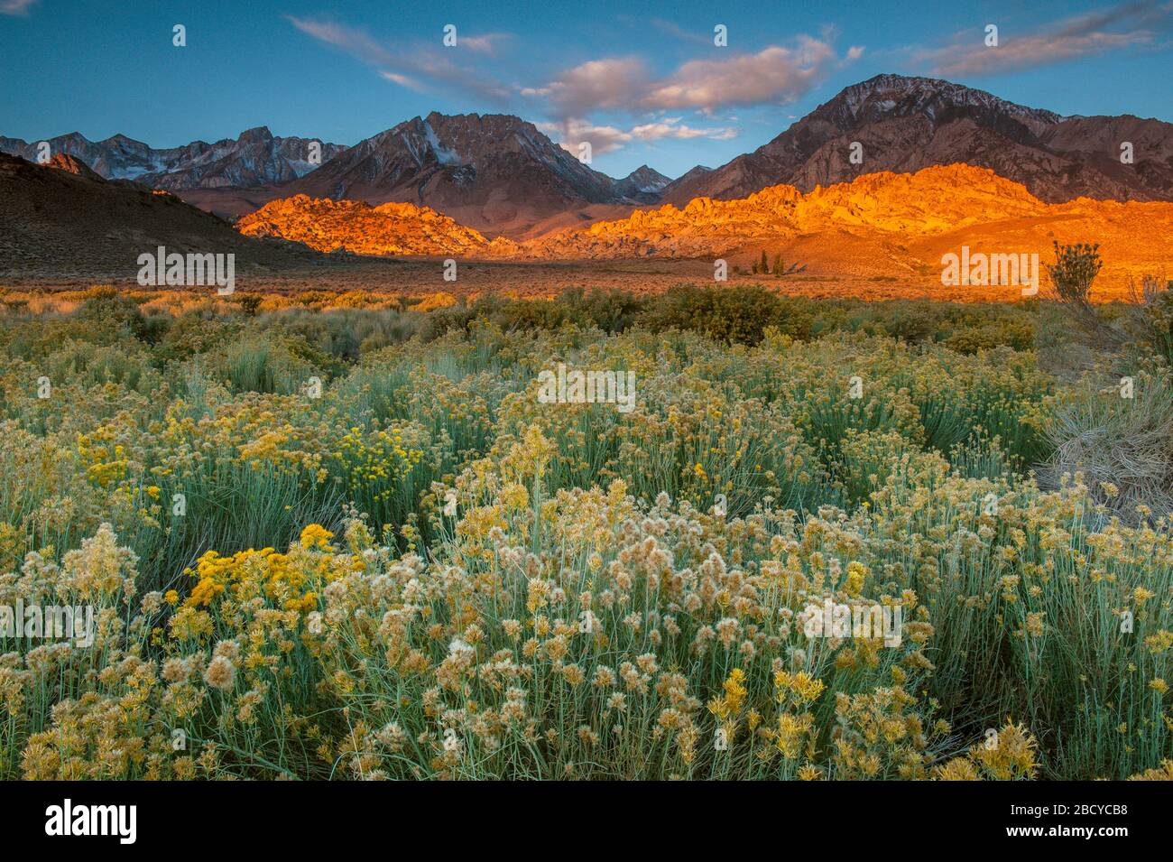 Lever du soleil, Rabbitbrush, les Buttermilks, Basin Mountain, Piute Peak, Mount Tom, Bishop Creek National Recreation Area, Inyo National Forest, Californie Banque D'Images