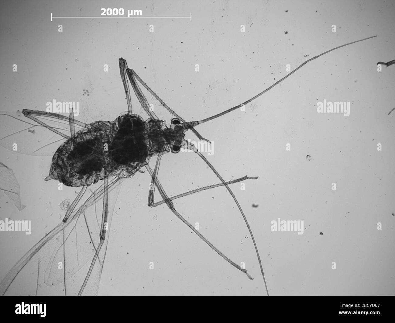 Rhopalosiphum corylina. 6 octobre 20151 Rhopalosiphum corylina Banque D'Images