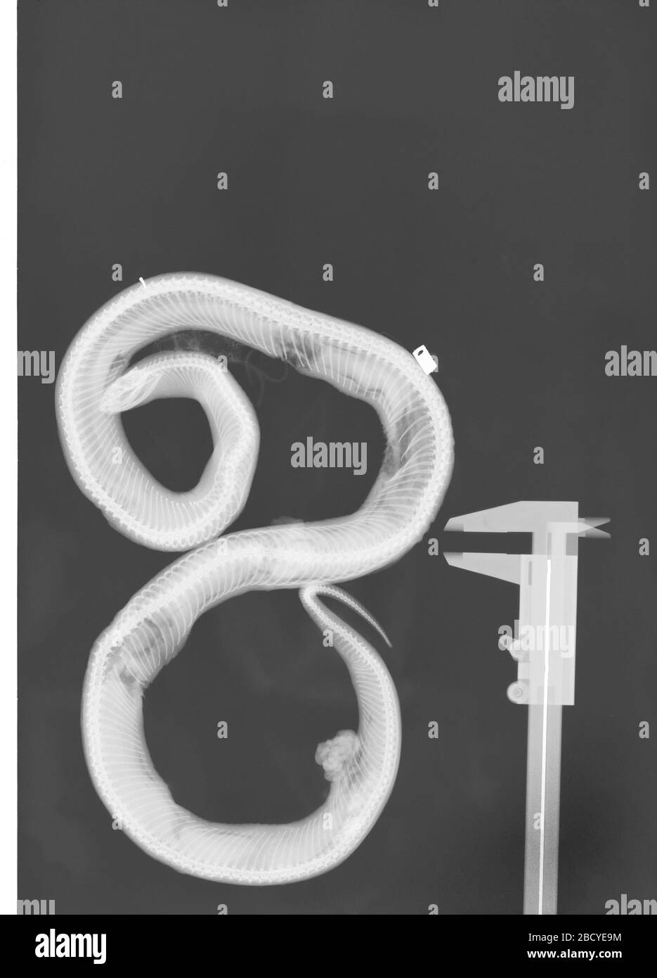 Lampropeltis getula. 2 octobre 20181 Lampropeltis getula Banque D'Images