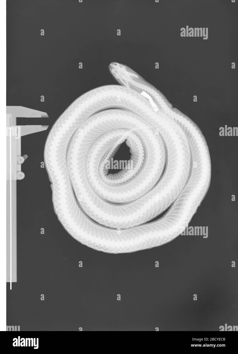 Lampropeltis getula. 2 octobre 20181 Lampropeltis getula Banque D'Images