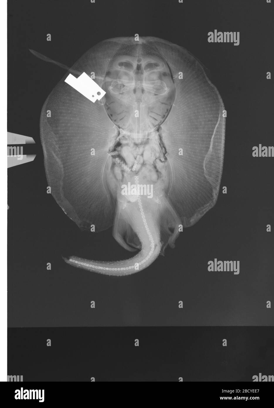 Notoraja tobitukai. TT-38037 avril 2016D 49071 Notoraja tobitukai Banque D'Images