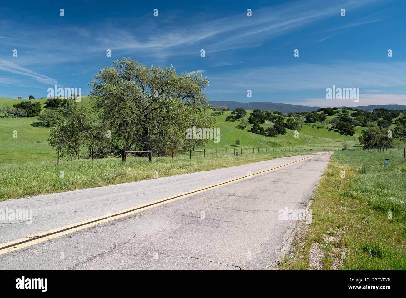 Chênes le long de routes rurales dans la vallée de Santa Ynez en Californie au printemps Banque D'Images