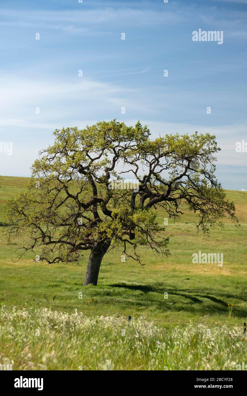 Un seul chêne sur les collines ondulantes et le ciel bleu dans la vallée de Santa Ynez, en Californie centrale Banque D'Images