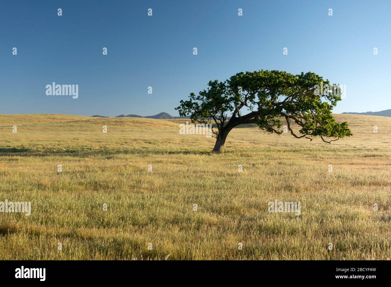 Un seul chêne sur les collines ondulantes et le ciel bleu dans la vallée de Santa Ynez, en Californie centrale Banque D'Images