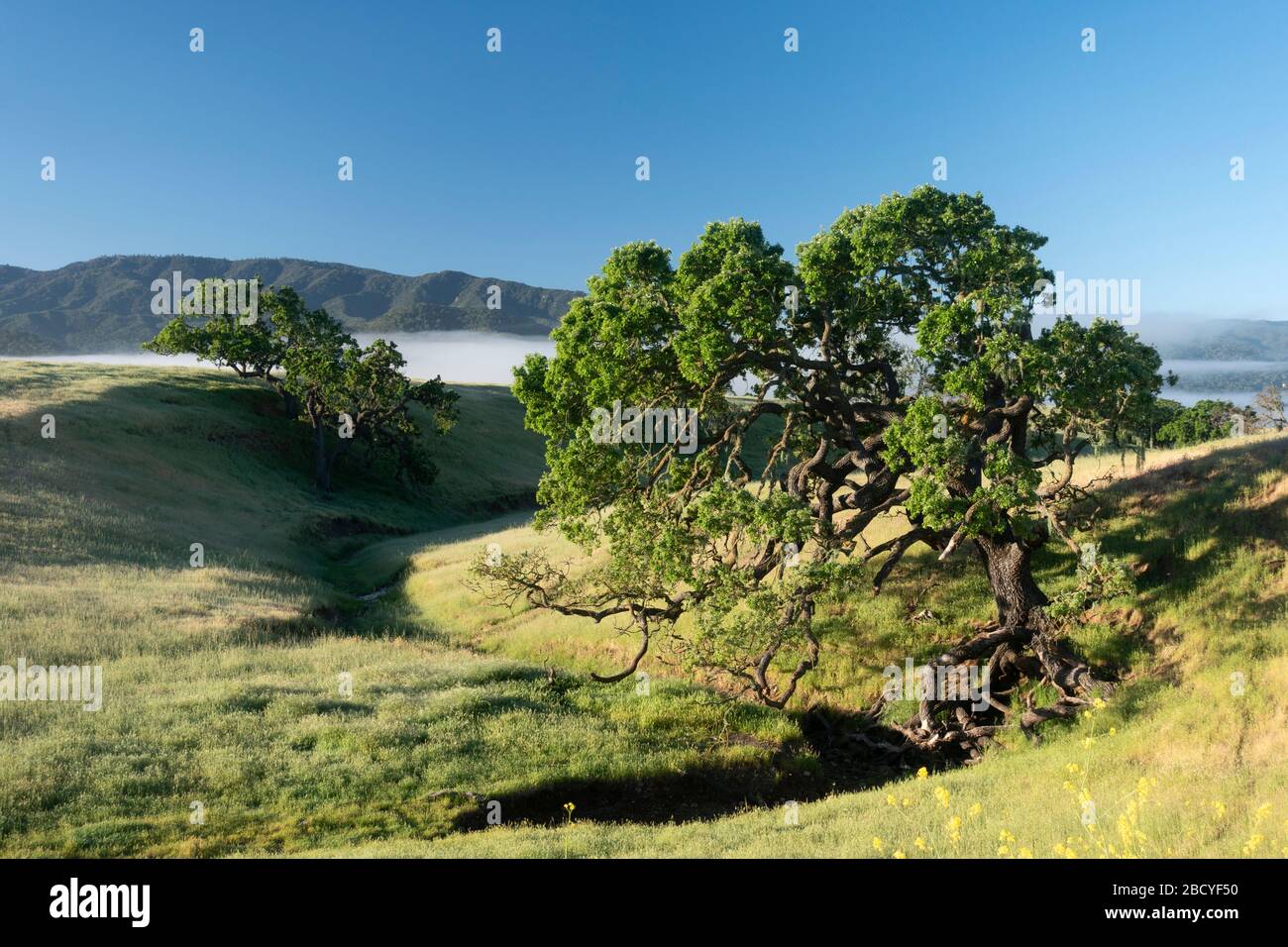 Chênes côtiers de Californie sur un ranch dans la région viticole de la vallée de Santa Ynez du comté de Santa Barbara Banque D'Images