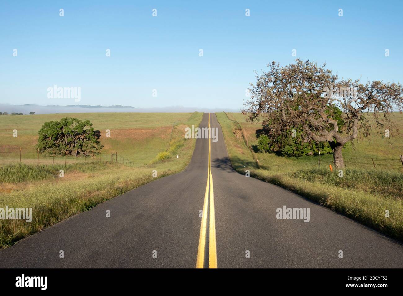 Arbre en chêne de printemps tardif sur le ranch le long de la route de Santa Ynez Banque D'Images