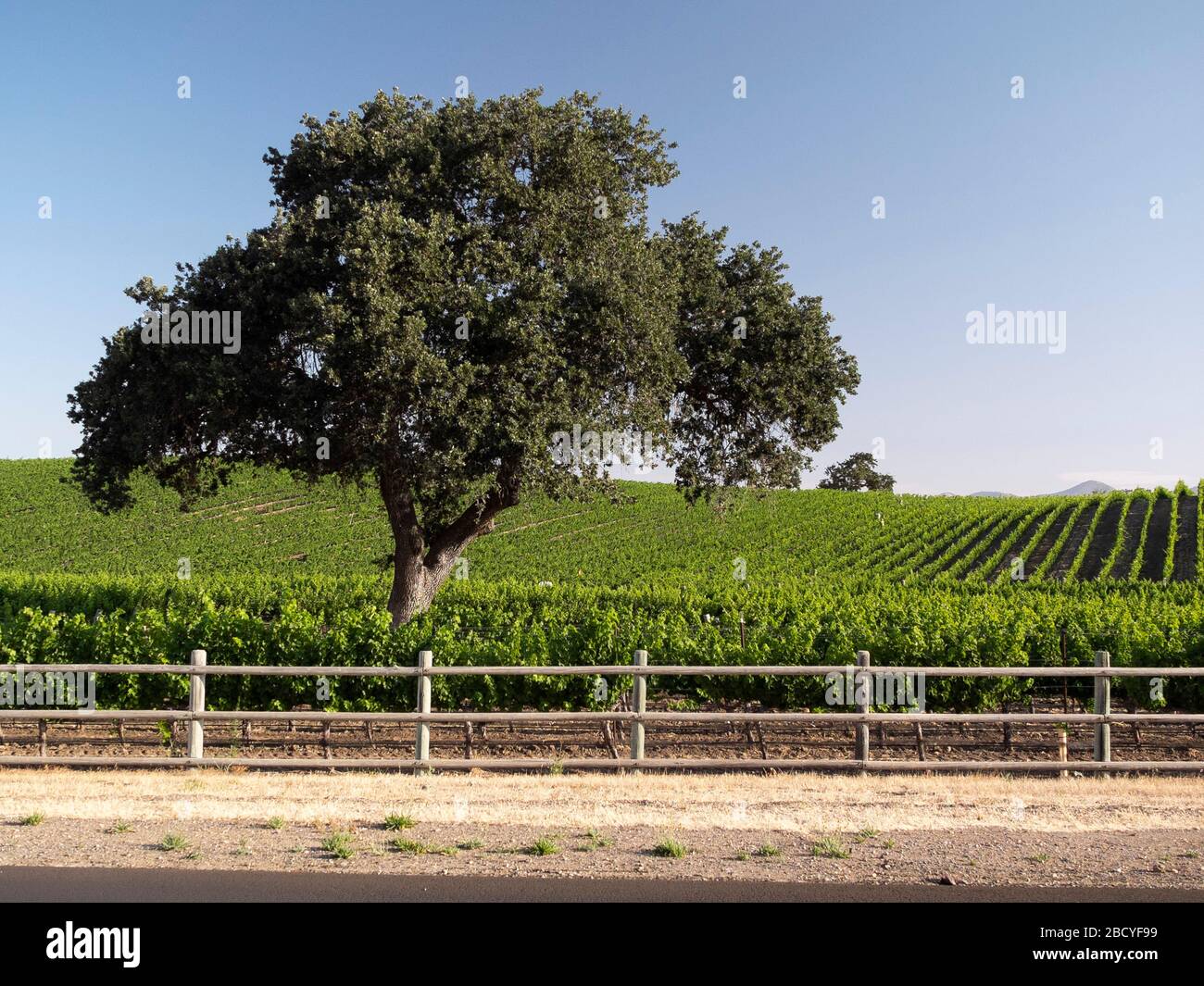 Vignoble dans la région viticole de la vallée de Santa Ynez Banque D'Images