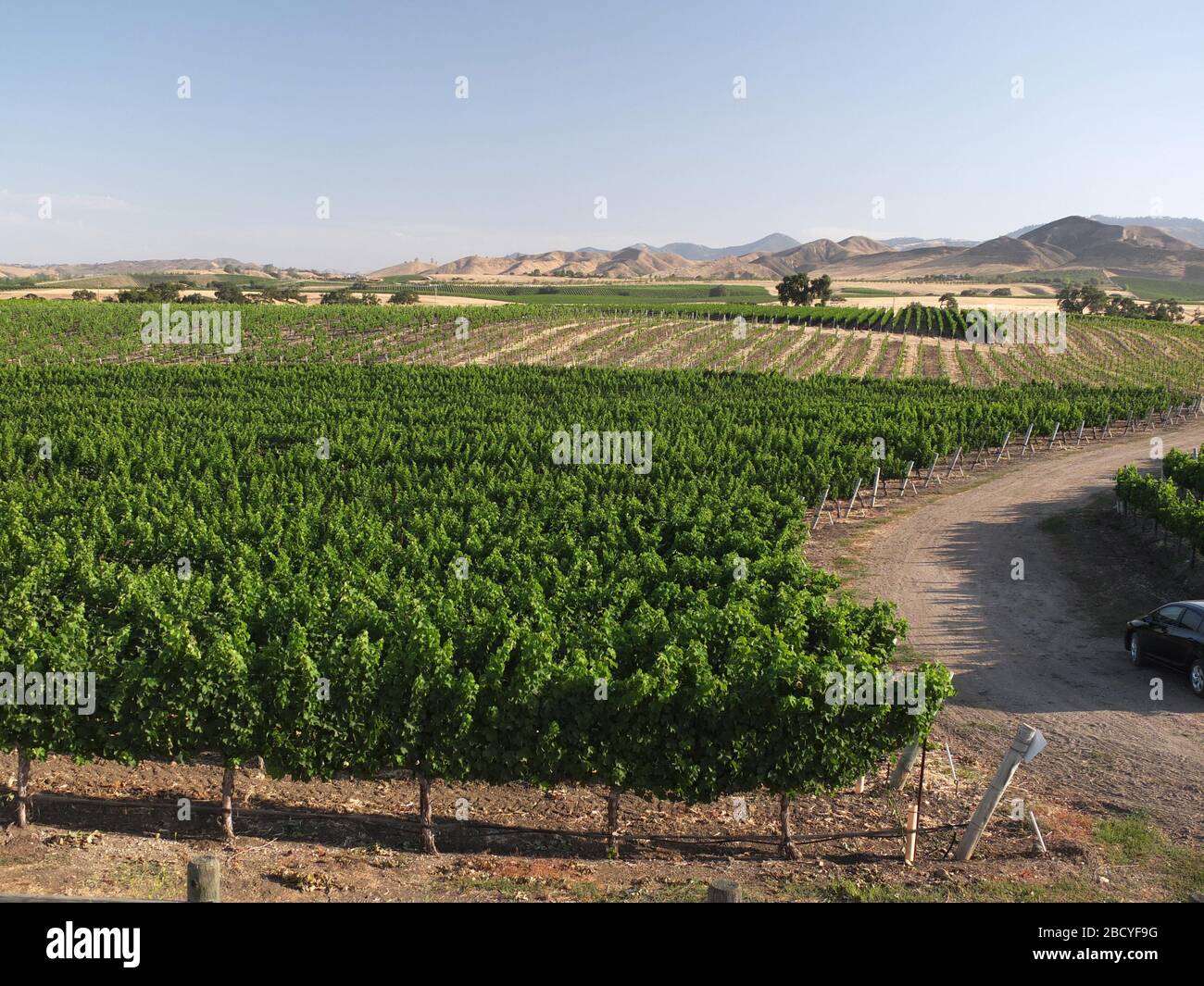 Vignoble dans la région viticole de la vallée de Santa Ynez Banque D'Images