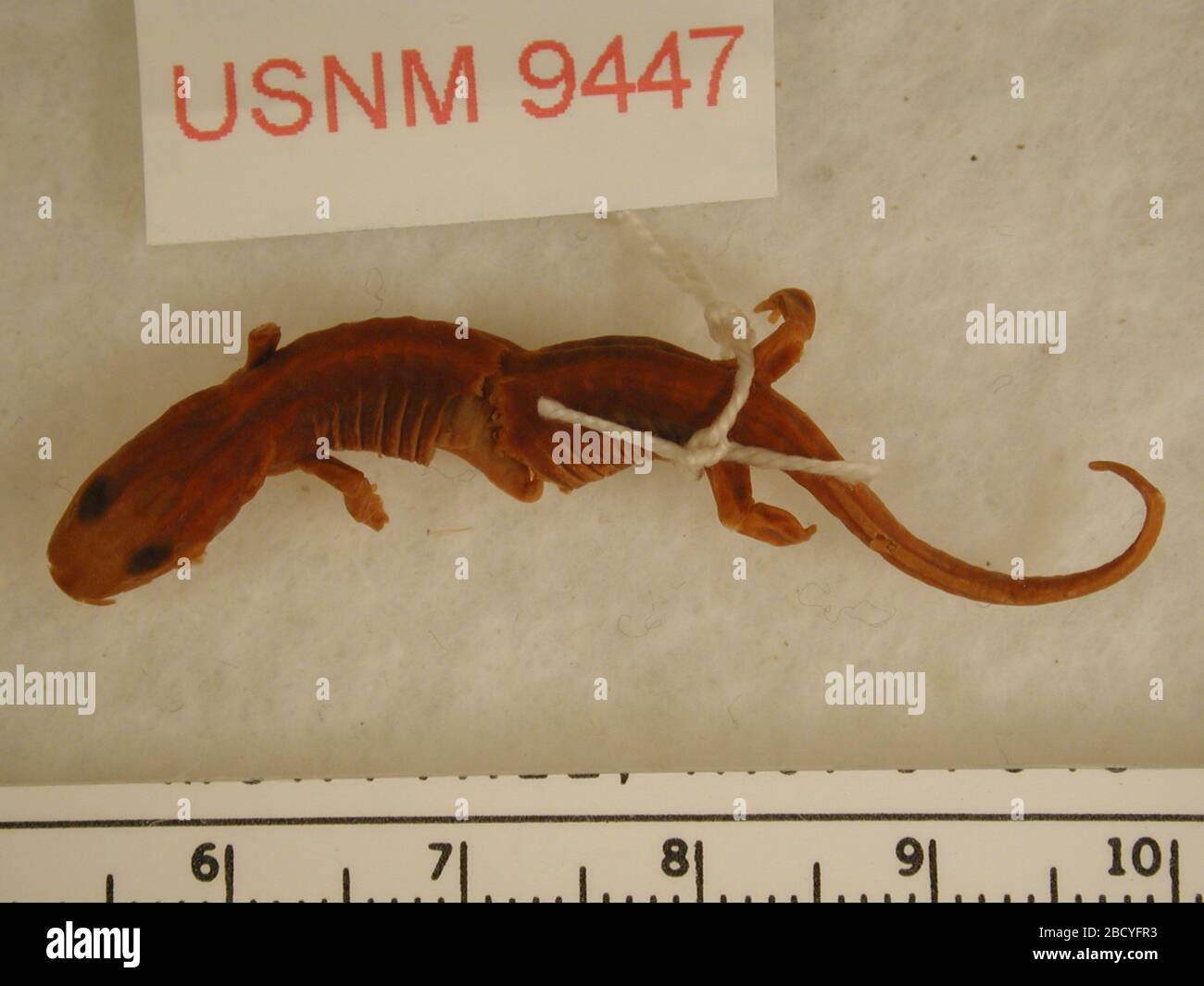 Aneides lugubris. 6 août 20141 Anéides lugubris Banque D'Images