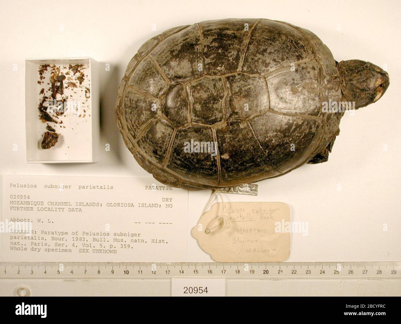 Pelusios subniger parietalis. 2 Oct 20181 Palusios subniger parietalis Banque D'Images