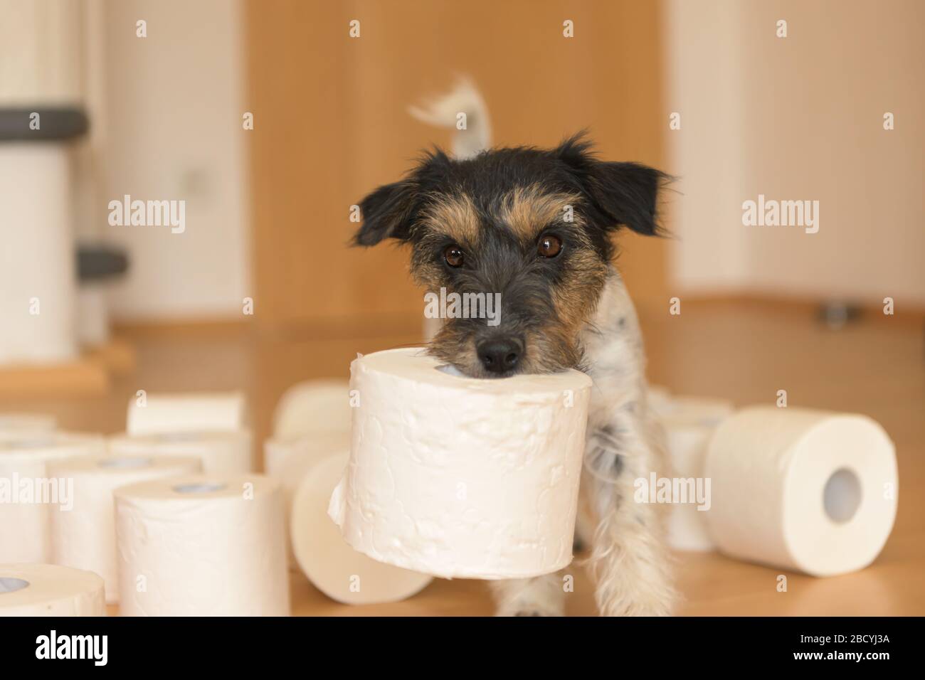 Le joli petit chien Jack Russell Terrier est occupé avec du papier toilette. Banque D'Images