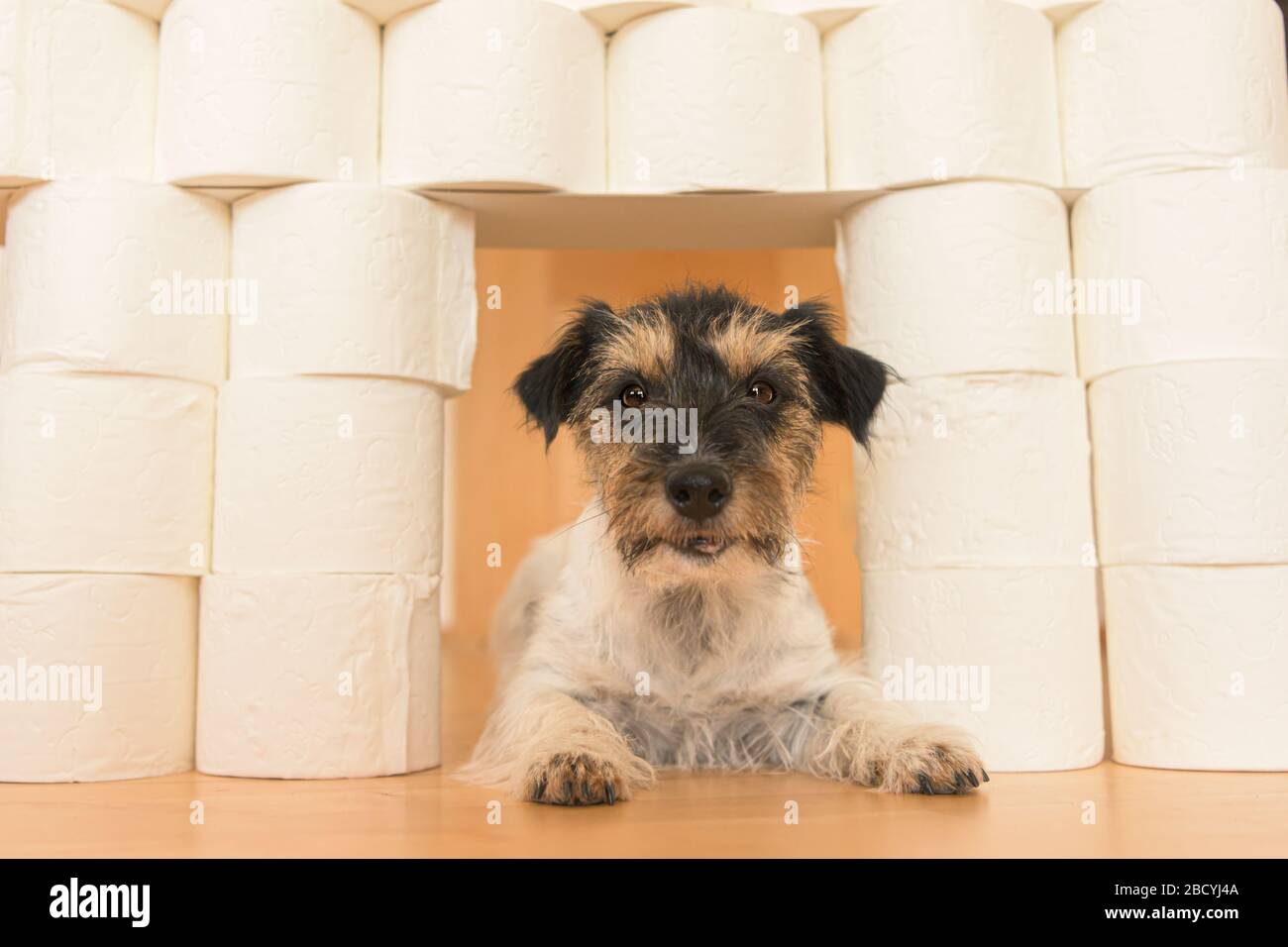 Le joli petit chien Jack Russell Terrier est occupé avec du papier toilette. Banque D'Images