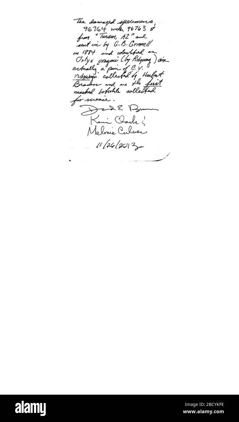 Colinus virginianus ridgwayi. 13 août 20141 Colinus virginianus ridgwayi Banque D'Images