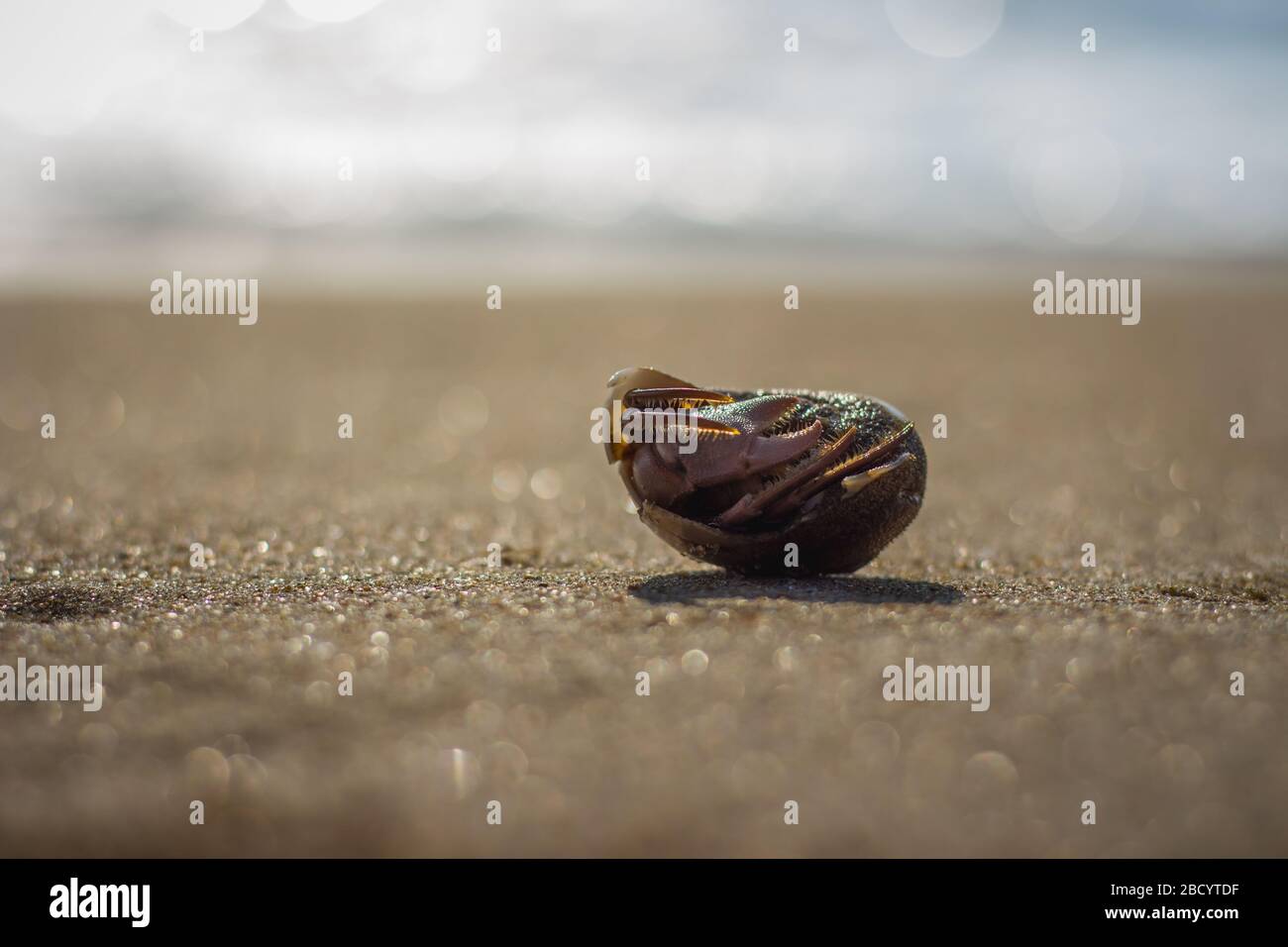 Crabe Little Hermit sur les vagues de sable de la plage. Ermit crabe se cachant à l'intérieur de la coquille Banque D'Images