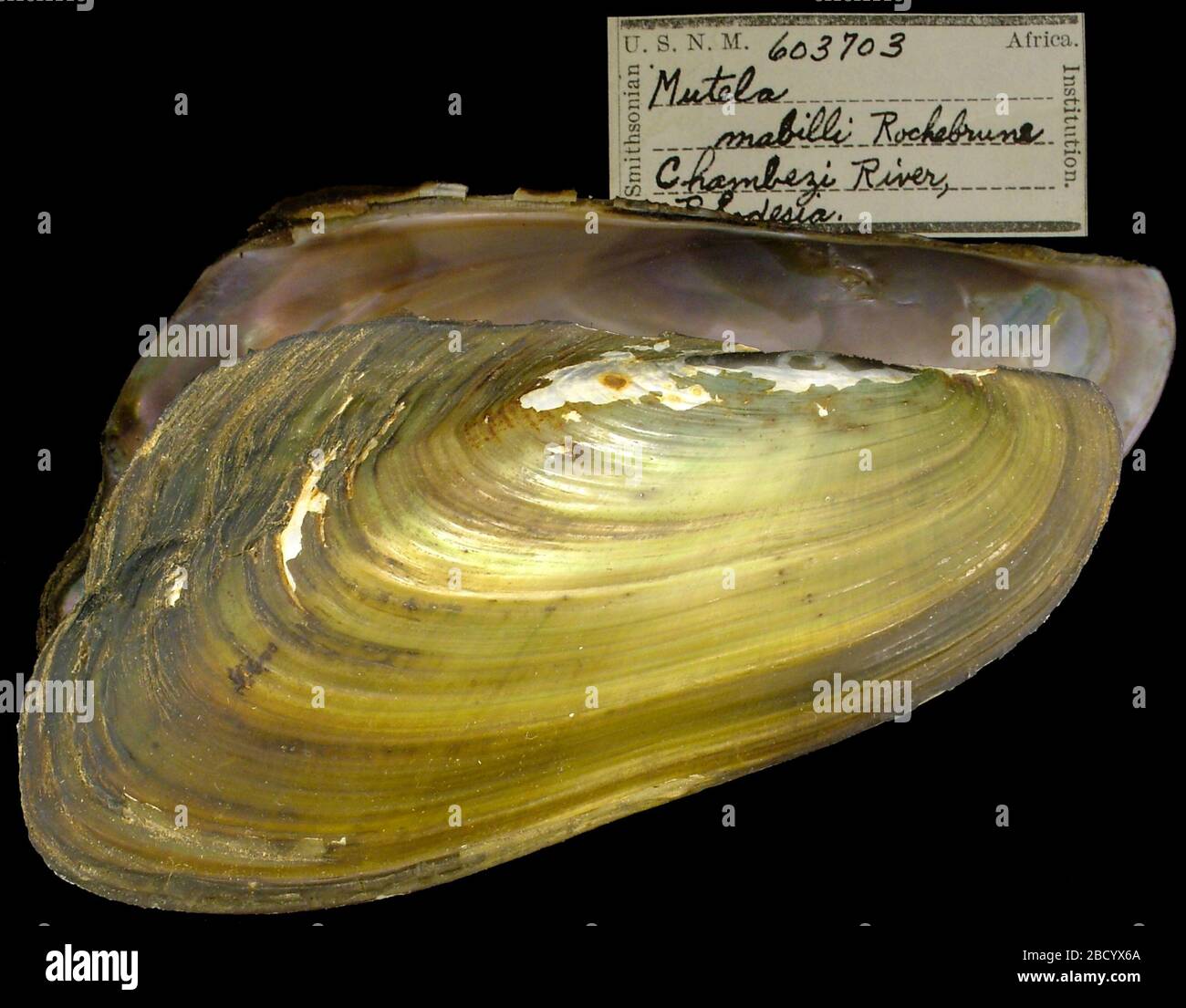 Mutela Mutela dubia. Rhodésie; premier enregistrement de cette région; 194927 févr. 20202 Mutela Mutela dubia Banque D'Images