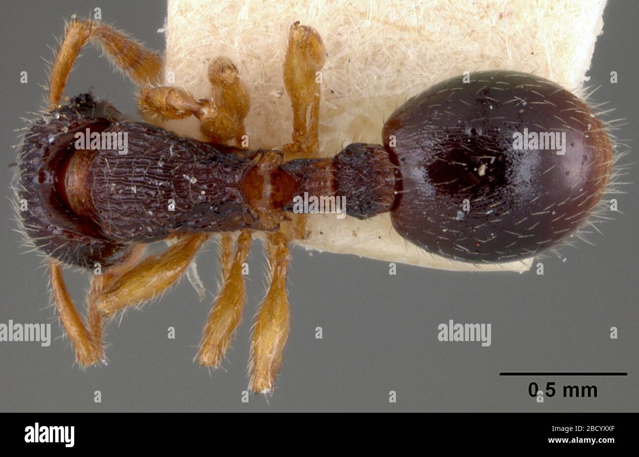 Myrmecina graminicola texana. 28 déc 20161 Myrmecina graminicola texana Banque D'Images
