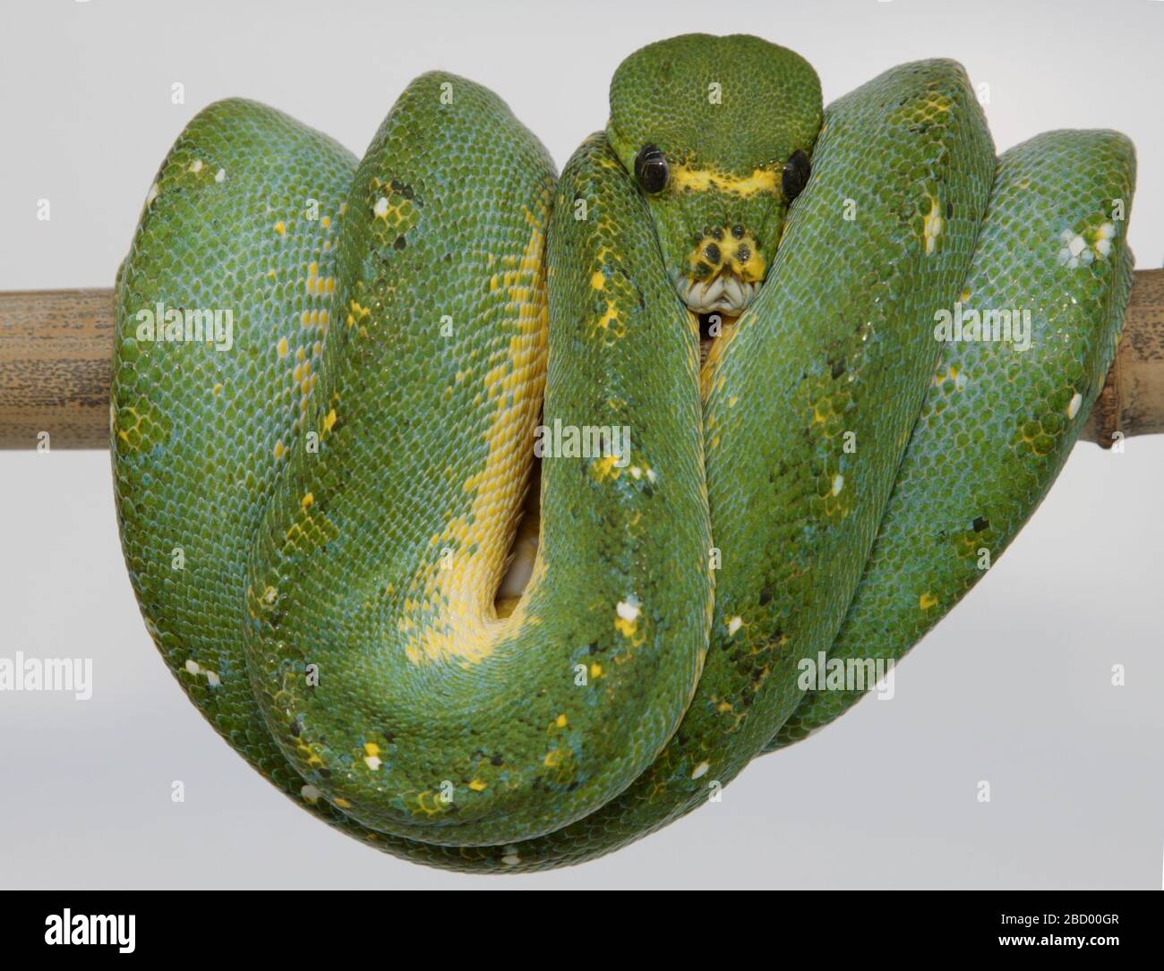 Green Tree Python. Espèce: Viridis,genre: Morelia,famille: Boidae,ordre: Squamata,Classe: Reptilia,Phylum: Chordata,Royaume: Animalia,Reptile,Snake,adulte,mâle Green Tree Python Banque D'Images