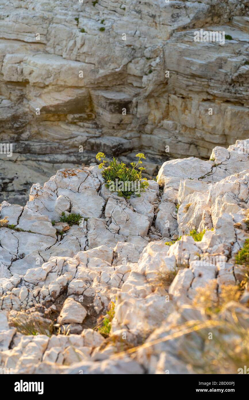 Vue sur la côte de l'océan de Premantura Kamenjak en Croatie Banque D'Images