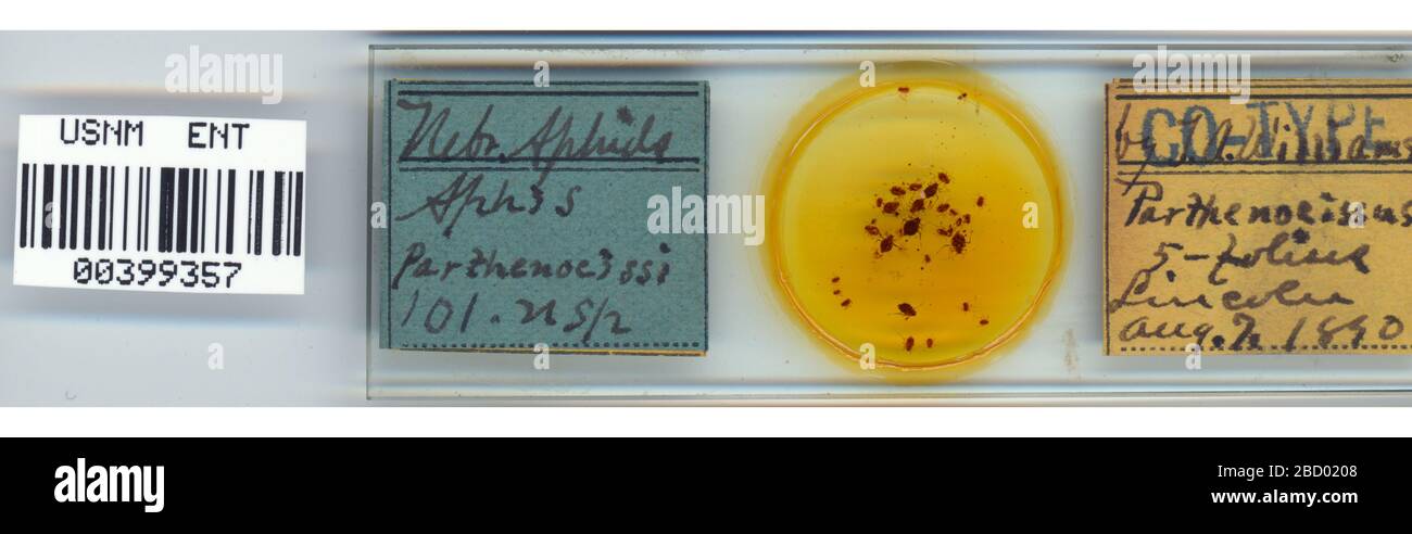 APHIS parthenocissi. 7 octobre 20151 Aphis parthenocissi Banque D'Images