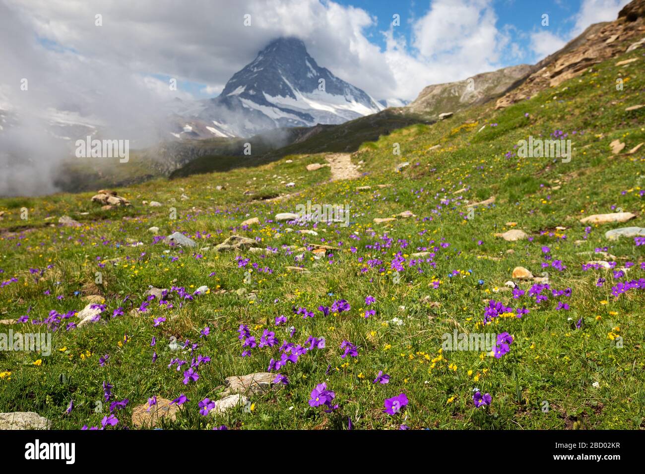 Fleurs alpines (Viola calcarata L.) et paysage alpin. Le massif du Cervin (Cervino) en arrière-plan. Zermatt. Valais. Alpes suisses. Europe. Banque D'Images