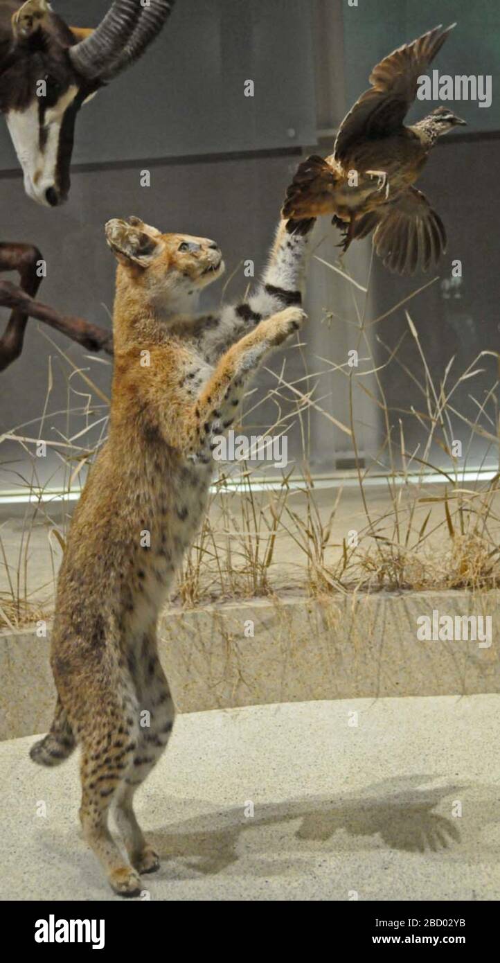 Serval de Leptalurus. 15 juillet 20191 Service de Leptalurus Banque D'Images