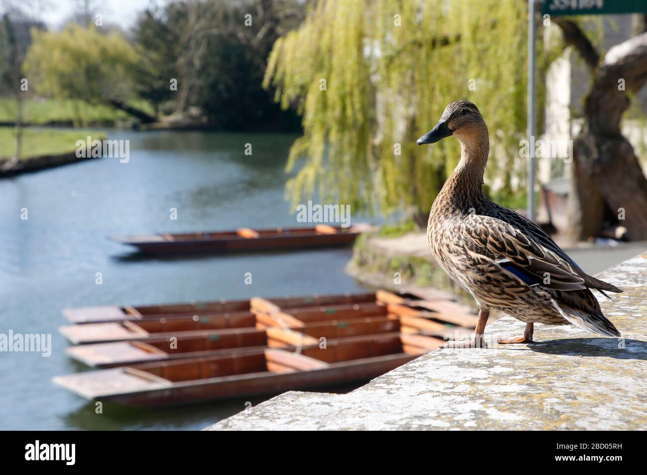 Un canard se trouve seul et surplombe les punts vides sur la River Cam de Cambridge Banque D'Images