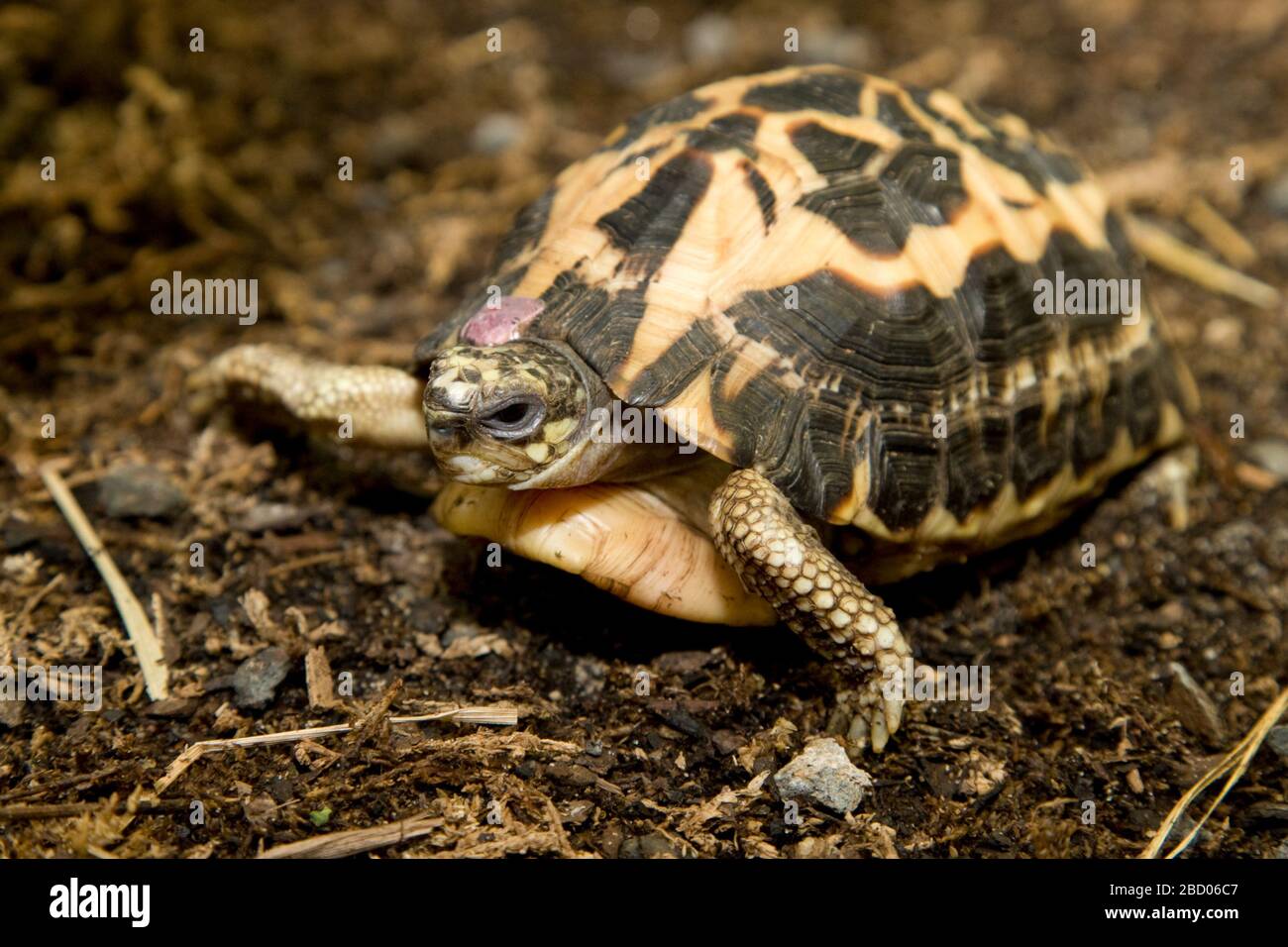 Tortue araignée. Espèces: Arachnoides,genre: Pyxis,famille: Testudinidae,ordre: Testudines,Classe: Reptilia,Phylum: Chordata,King:Animalia,Reptile,Tortue Tortue Banque D'Images